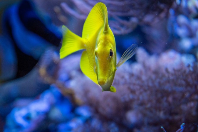 Image de Im Aquarium