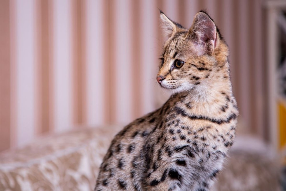 Afbeeldingen van Savannah Cat