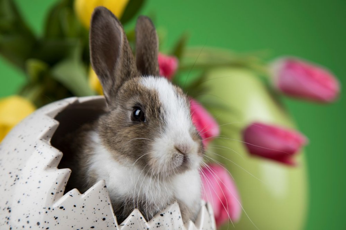 Image de Little Bunny with easter eggs in flower