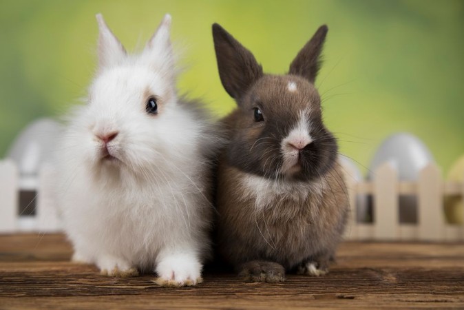 Picture of Little cute baby rabbit and easter eggs