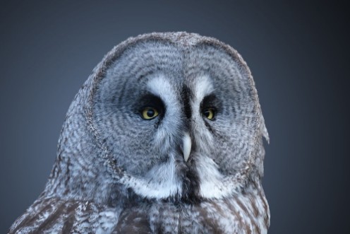 Picture of 258231091