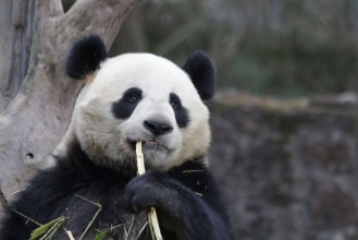 Image de Close up Panda Eats Bamboo Leaves China