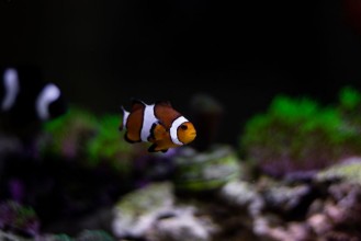 Bild von Ocelaris nemo clown fish