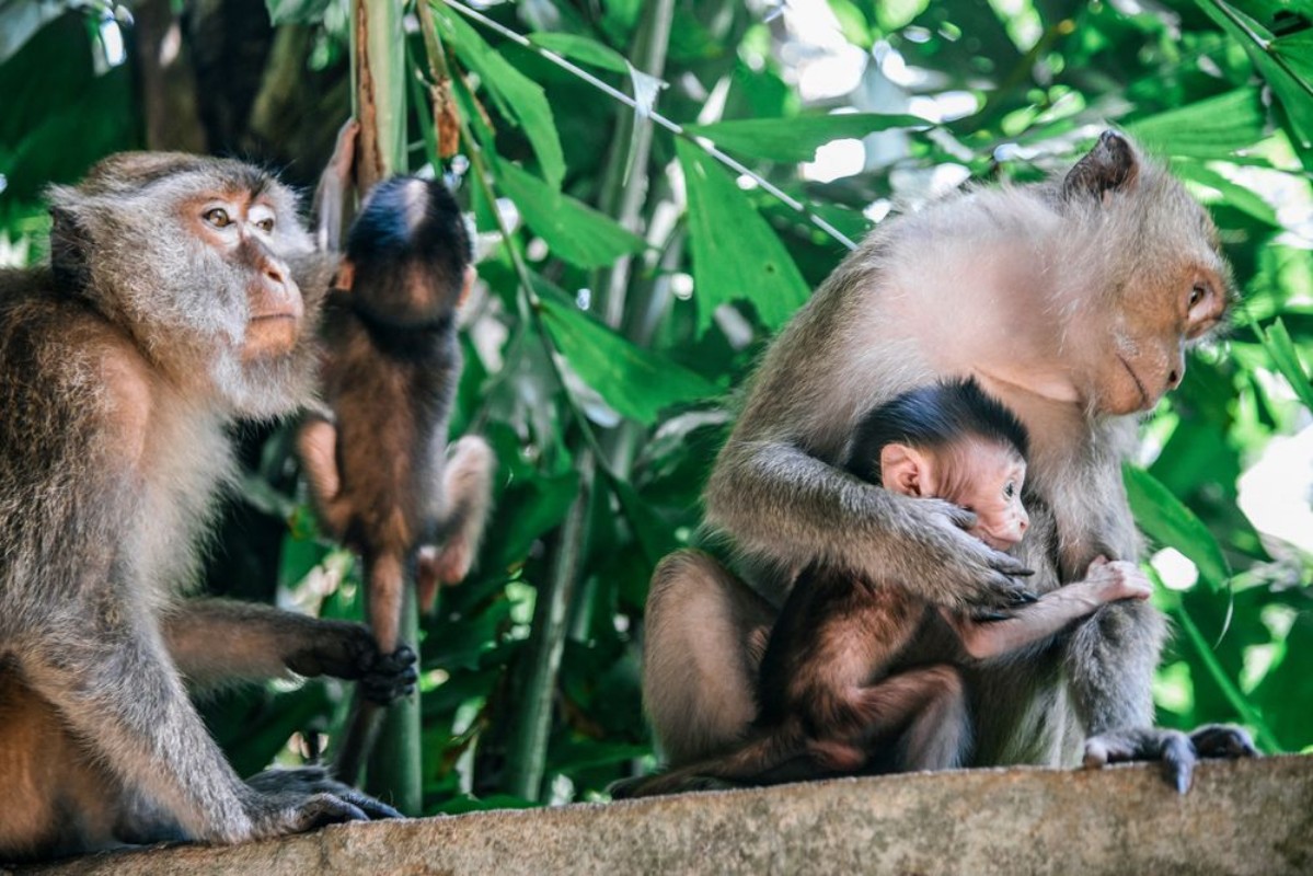 Picture of Monkey Family