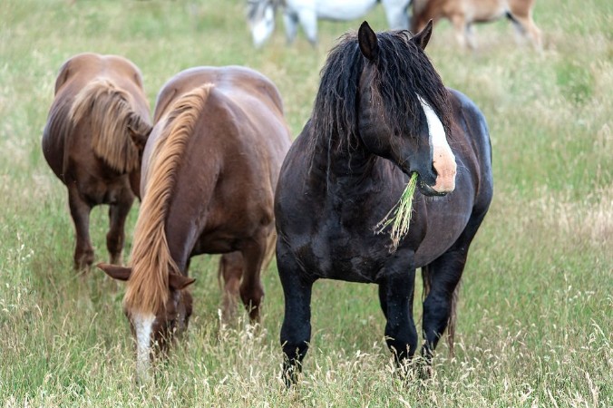 Bild på Cavalli in libert nelle colline di castelluccio di norcia