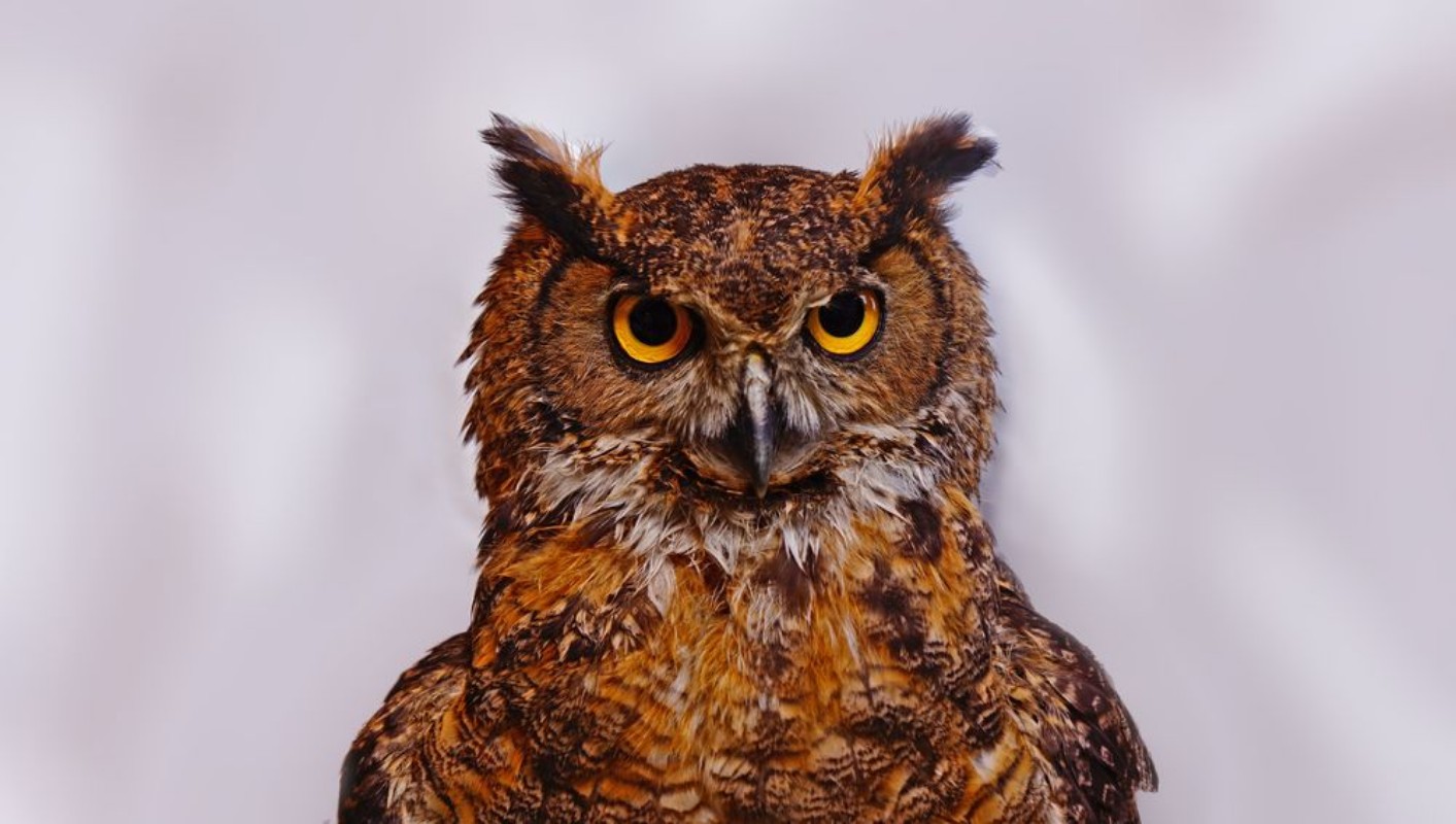 Picture of Bho frente