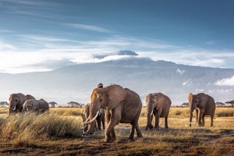 Picture of Elephants in Front of Kilimanjaro