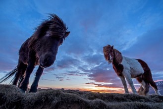 Afbeeldingen van The looks of the horses