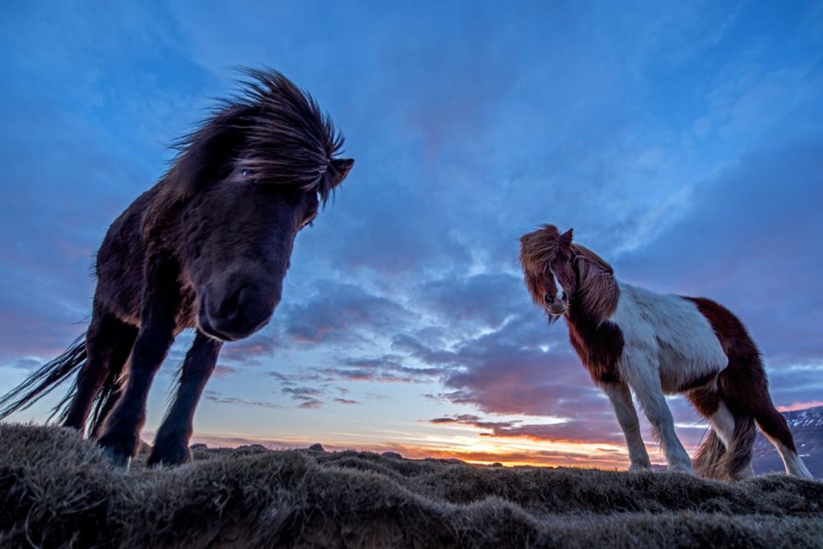 Bild på The looks of the horses