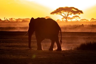 Slika Elephant walking through Amboseli at sunset