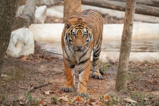 Obrázok z Bengal tiger in zoo