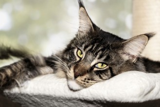 Bild von Bored Maine Coon cat