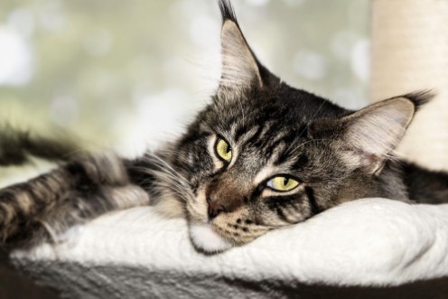 Picture of Bored Maine Coon cat