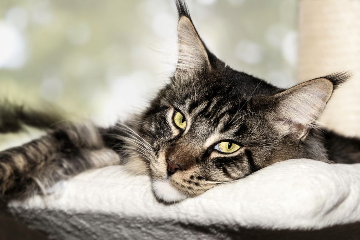 Afbeeldingen van Bored Maine Coon cat