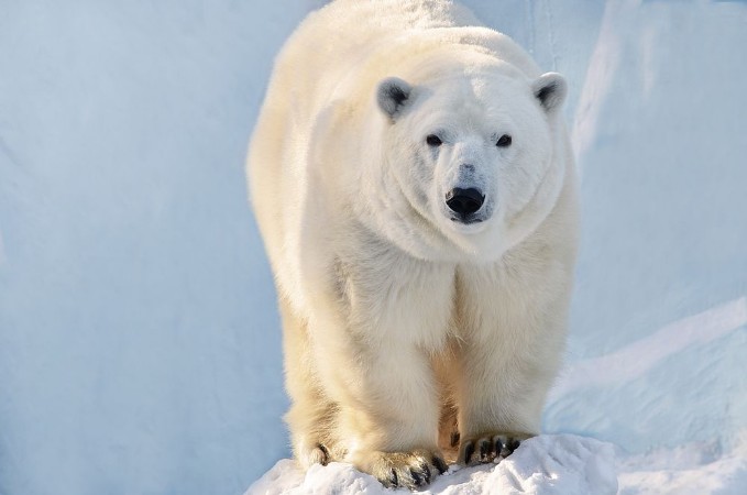 Picture of Polar bear