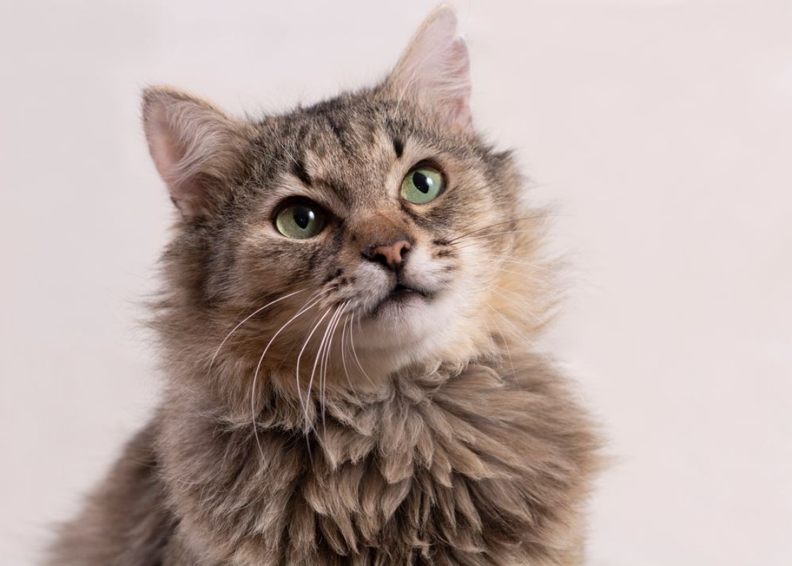 Afbeeldingen van Cat on white background