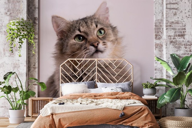 Afbeeldingen van Cat on white background