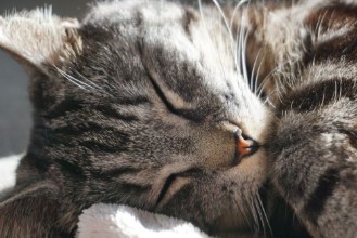 Image de Chat endormi