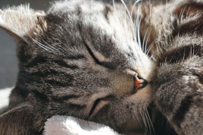 Afbeeldingen van Chat endormi