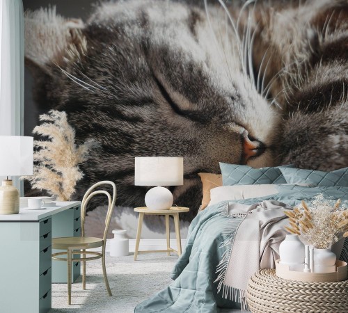 Afbeeldingen van Chat endormi