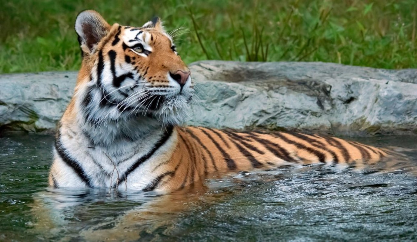 Picture of The tiger Panthera tigris is the largest cat species It is the third largest land carnivore behind only the polar bear and the brown bear