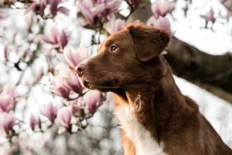 Bild vun Hund und Magnolie
