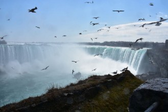 Pilt Birds at the falls 