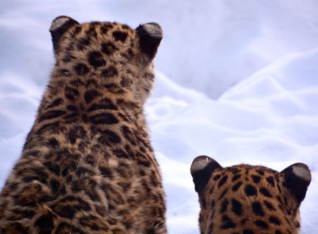 Afbeeldingen van Amur leopard is a leopard subspecies native to the Primorye region of southeastern Russia and the Jilin Province of northeast China