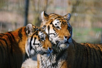 Afbeeldingen van Zwei Tiger im Portrait schauen in die gleiche Richtung