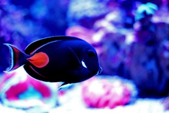 Bild på Achilles Surgeon Fish Tang -Acanthurus achilles 
