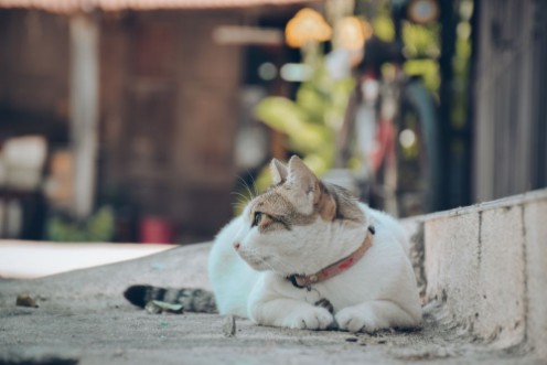 Image de Cat and dog