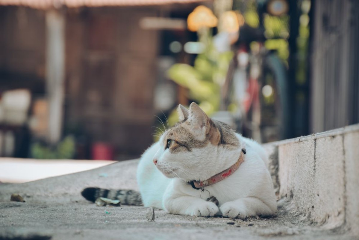 Afbeeldingen van Cat and dog