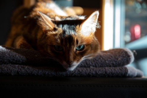 Picture of Nachdenkliche Somali-Katze neben Fenster