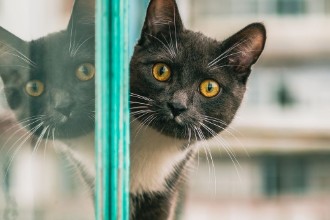 Bild von Yellow-eyed cat portrait with reflection