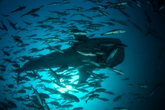 Bild på Whale Shark and fish school in Thailand 