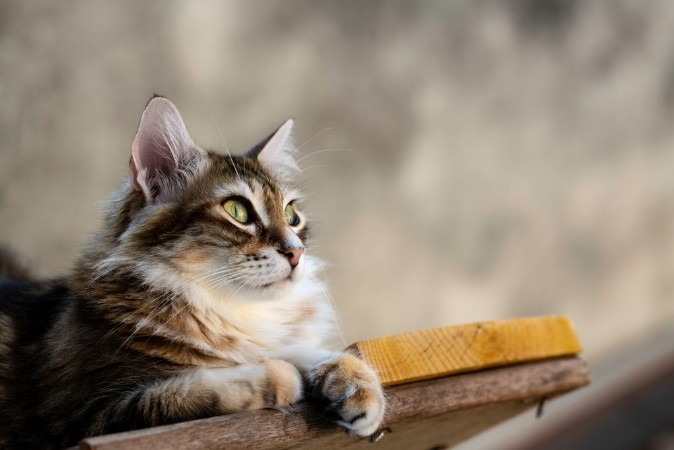 Afbeeldingen van Cat wanderer