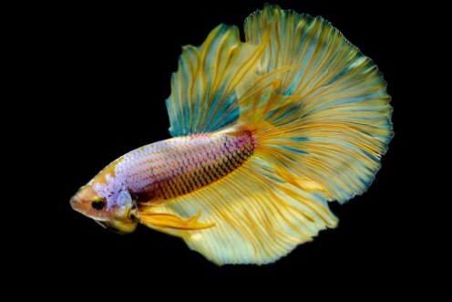 Picture of Betta splendens Siamese fighting fish