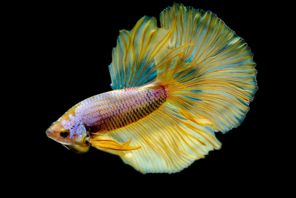 Image de Betta splendens Siamese fighting fish