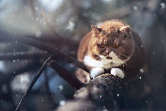 Picture of BKH Kitten Katze auf Baumstamm im Winter bei Schnee