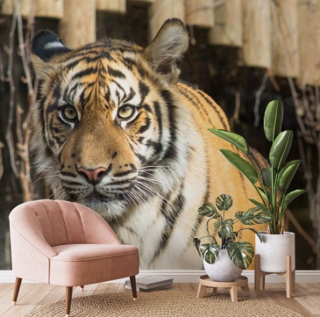 Picture of Tiger  Panthera tigris tigris