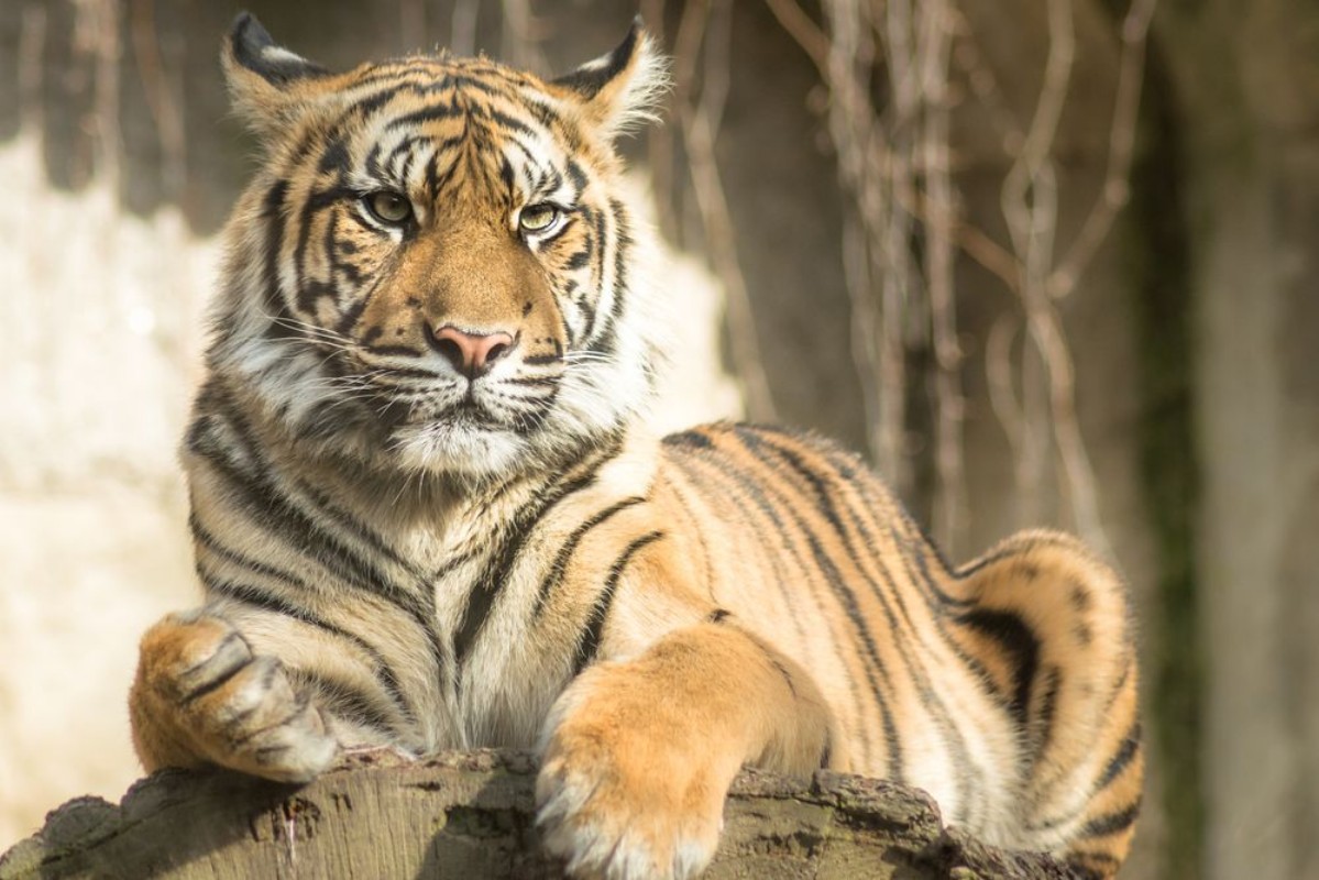 Picture of Tiger  Panthera tigris tigris
