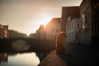 Bild på Dog on the waterfront at sunrise Pet on nature Nova Scotia Duck Tolling Retriever Toller Dog travel