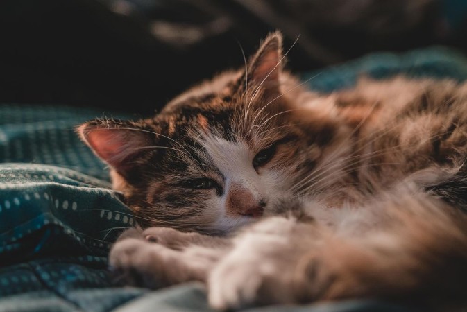 Afbeeldingen van Gato