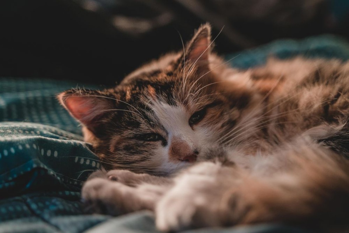 Afbeeldingen van Gato