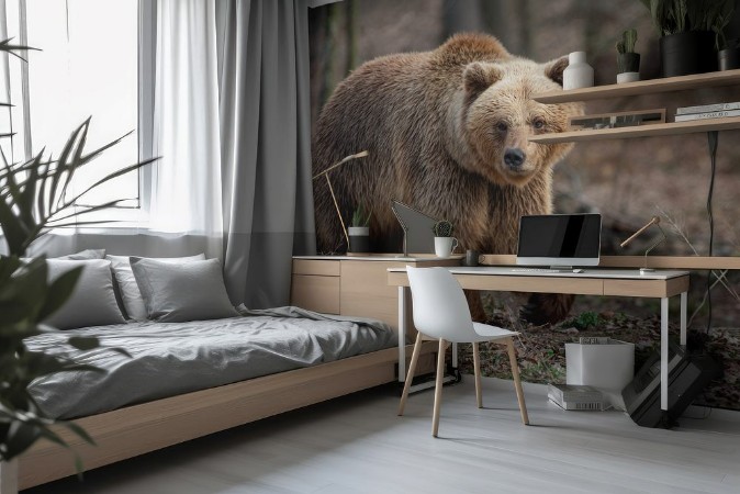 Picture of Big brown bear in forest