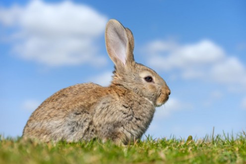 Picture of Rabbit hare while in grass