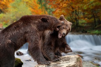 Image de Two big brown bears standing on stone