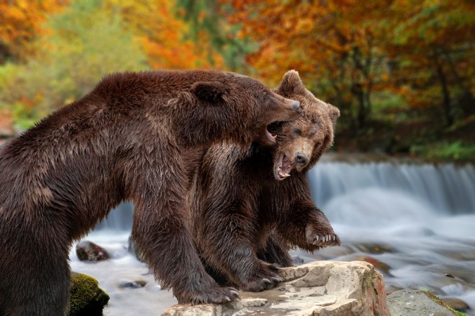Picture of Two big brown bears standing on stone