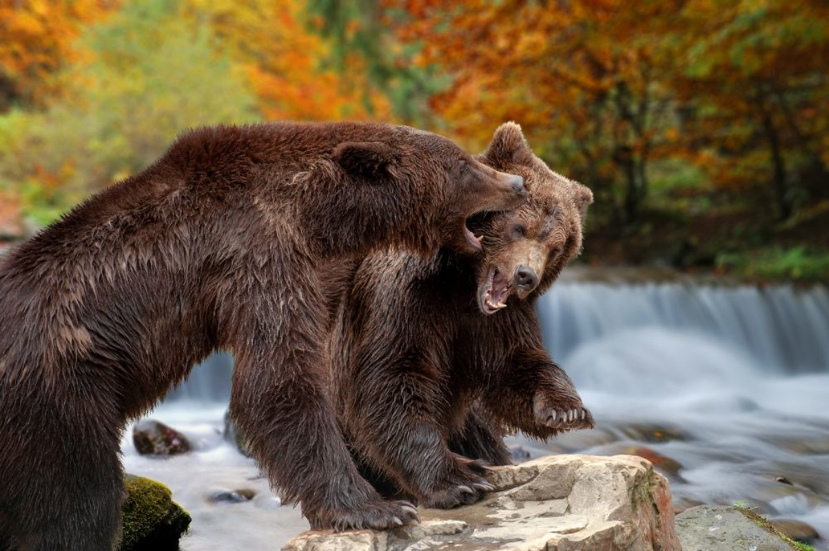 Picture of Two big brown bears standing on stone