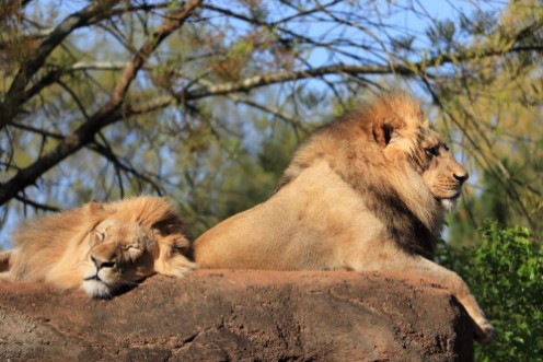 Afbeeldingen van Ehepaar